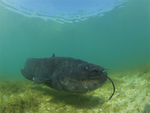 Wels catfish very cool dive! by Sven Tramaux 